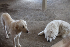 Lexi on the left, Tucker laying down