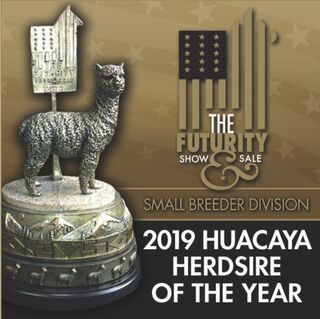 FTAF's Blackbeard - Small Breeder Herdsire of the Year 2019!
