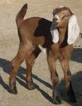 KUDOS FARMS Purebred Nubians goat farm 'branding'