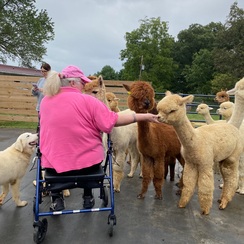 Alpaca Farm Tour