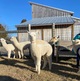 Crias (baby alpacas) at the East Barn