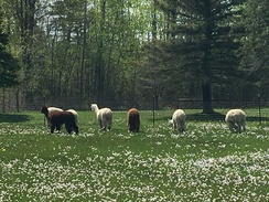 Springtime on the farm