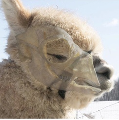 Due to the alpaca skull structure, the halter needs to sit high on the face so that it does not obstruct the nasal passages and inhibit breathing. 