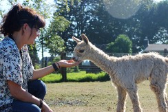 The public always enjoys coming to the farms for National Alpaca Farm Days to meet alpacas up close and learn more about them.