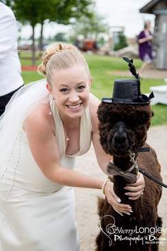 Alpacas at your wedding!