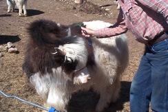 Saatvik being combed. Combing begins when yaks are young at the Mystic T Ranch.