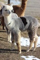 Cosmis Chaos - 2020 cria - excellent male from Levi