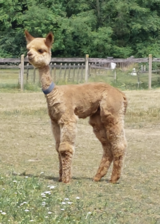 Gerry after shearing cria tips