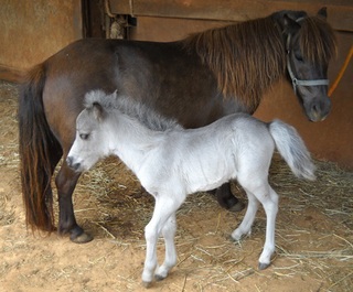 Lady and filly