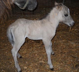 Pat's filly