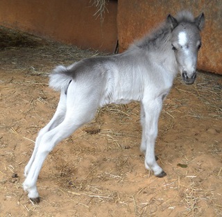Silver filly