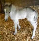 Silver filly 1 day old
