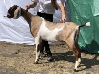 Camelia at FL State Fair 2019 as a first freshening yearling