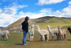 Alpacas are attentive listeners, well except for the first white guy....