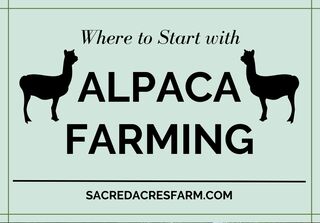 Where do I start with alpaca farming?