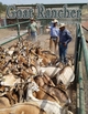 Featured in the November issue of Goat Rancher (pages 32 & 42).