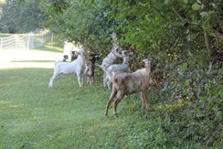 Small buckling herd doing a bit of goatscaping