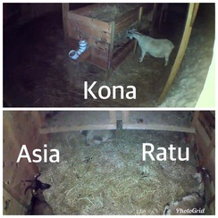 Kona, Asia and Ratu