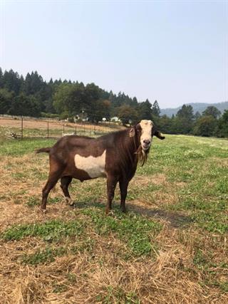 Tacoma as a mature buck