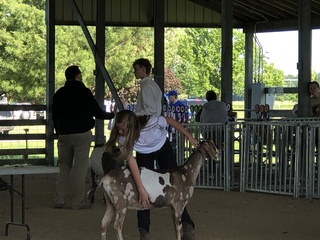 Calliope earned a 2nd place at Fair