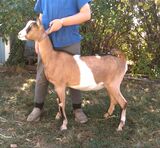 Photo of GoatGoat Parfait Marshmallow