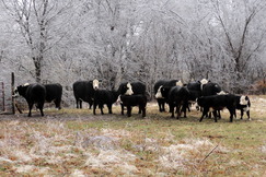 Black Hereford Cattle