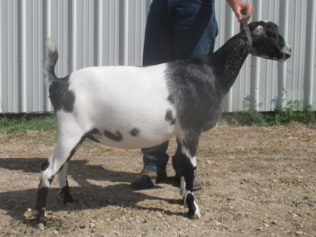 Dry Yearling, Bred