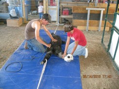 Cody shears on the mats and handles the animals gently.