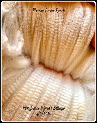PBR DIVINE WORLD'S BELLAGIO'S award winning fleece