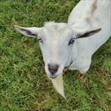 Faith's Farm OK goat farm 'branding'