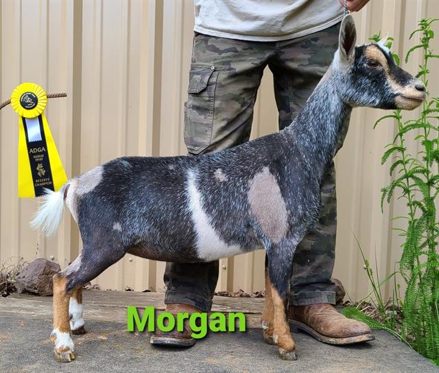 Morgan, Reserve Grand