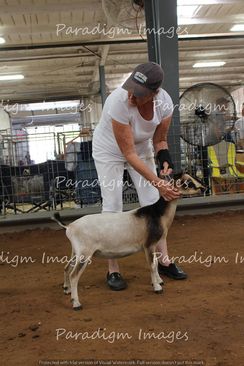 AGS 2020 National Show 9-12 month old 1st places Valley BW Thumbelina