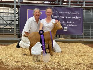 2022 AGS NATIONAL SHOW Youth Junior Grand Champion, Brazos Valley GB Goldielocks (owned by Alaina Little)