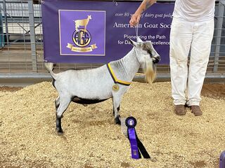 2022 AGS NATIONAL Grand Champion Buck, CH(pending ADGA) Brazos Valley H Mr. Freeze (owned by Monty O'Hair)