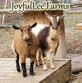 JoyfulLee Farms, LLC goat farm 'branding'