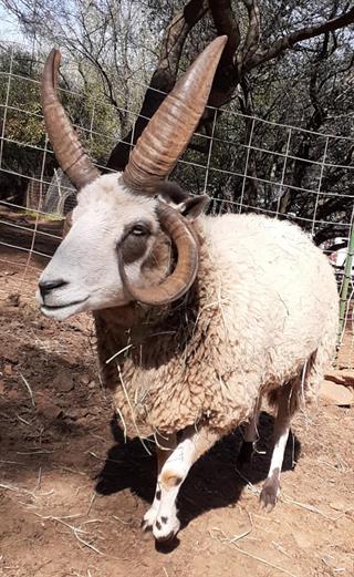 Zane the Jacob sheep