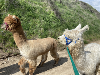 Did you know you can take alpacas on walks? 