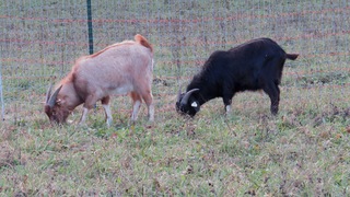 Simba (left) as a yearling in Jan. 2016