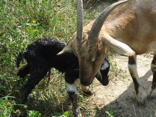 Minnie & her newborn buckling. July 2018