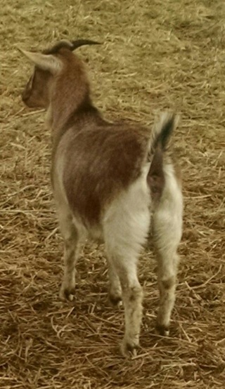 Salsa as a yearling in Feb. 2016