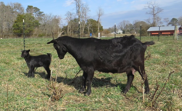 Shade and her 1st kid, Feb 2019