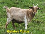 Photo of Gelato's Tiptoe (Brightman Farm)