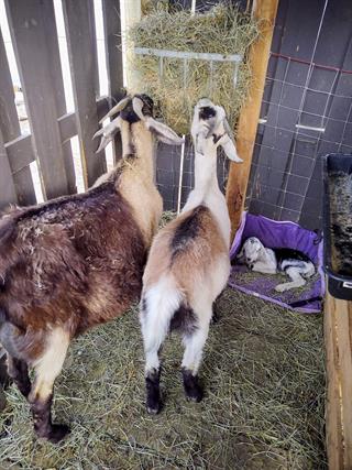Momma CJ, yearling Aurora, and baby brother Prince