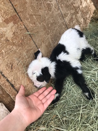 Panda, newborn pic.