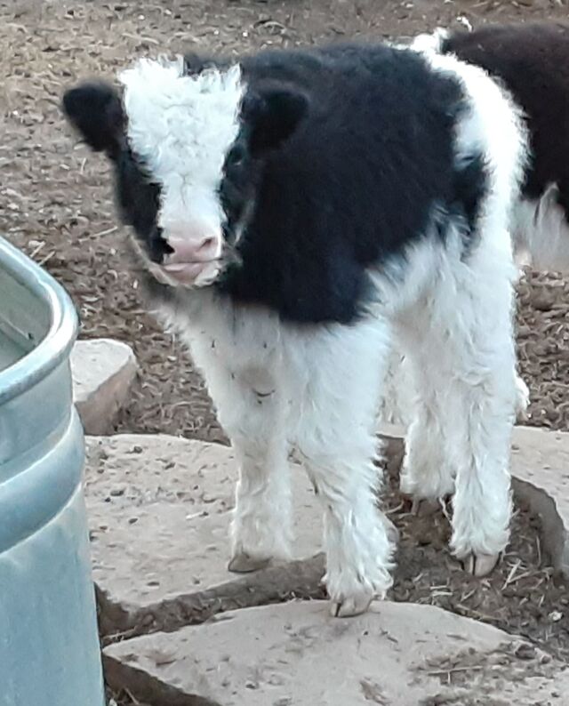 Rush as a calf, she's now  a 2 year old