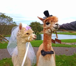 Jerry and Amigo went to a wedding. 