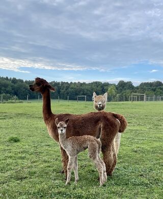 2022 male cria (Sixtus Reign and KBA Lights Out)