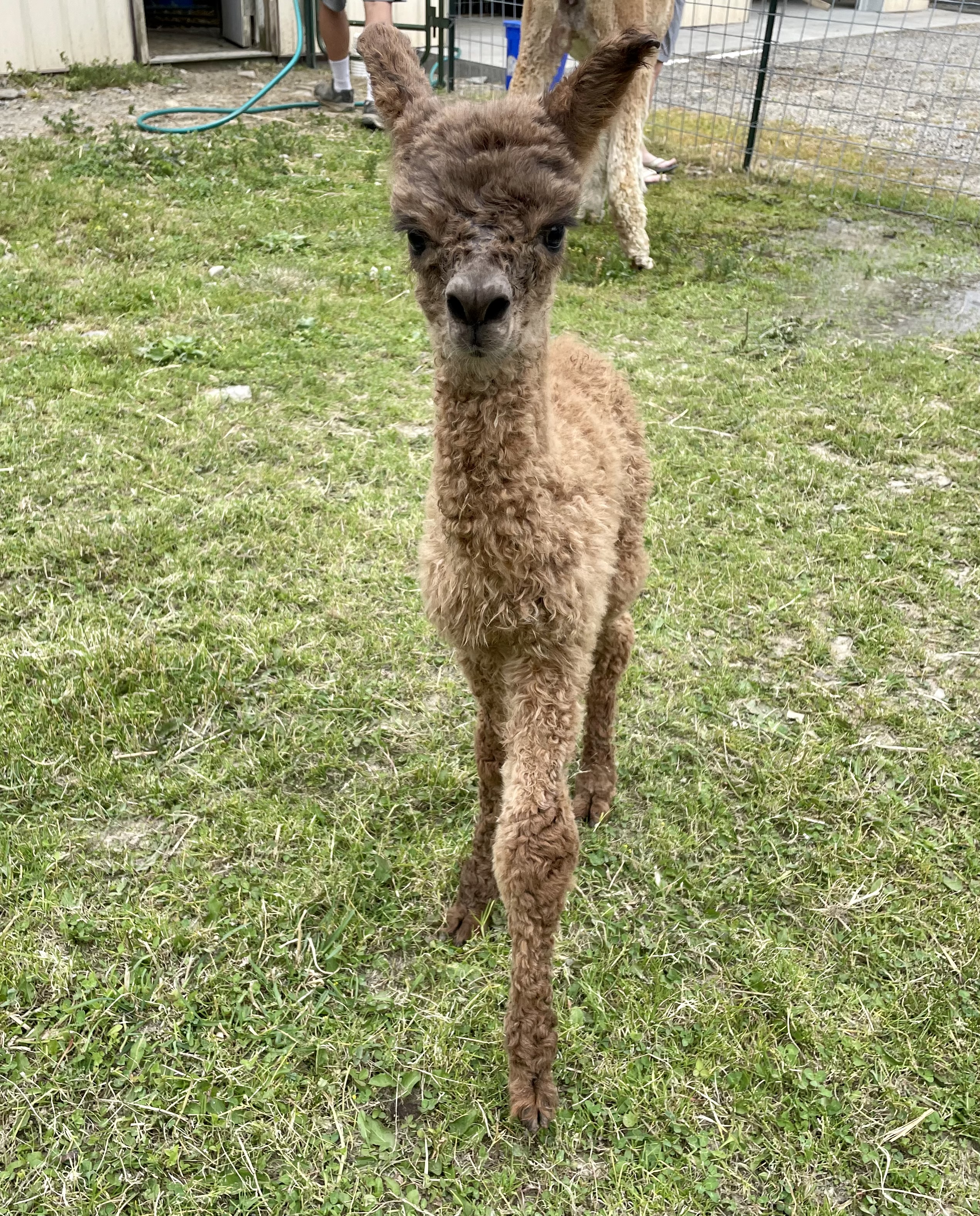 2023 cria Mary’s Lily (our MTM with service sire AMAF Thunder Rolls) 