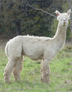 One of our alpacas imported from Peru.