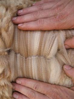 Alpaca fiber showing crimp and shades of color